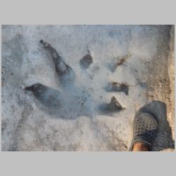 03-DSCN0226cr Overlapping tracks.jpg